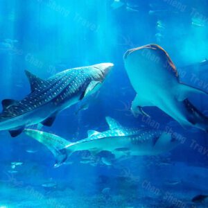 【戀上沖繩】長瀨島.海洋博公園.永旺夢樂城.輕旅行四日